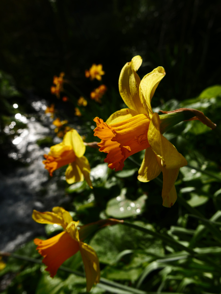 Daffodil Narcissus pseudonarcissus lus y ghuiy feie