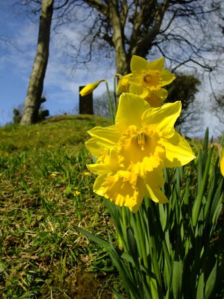 Daffodil Narcissus pseudonarcissus lus y ghuiy feie