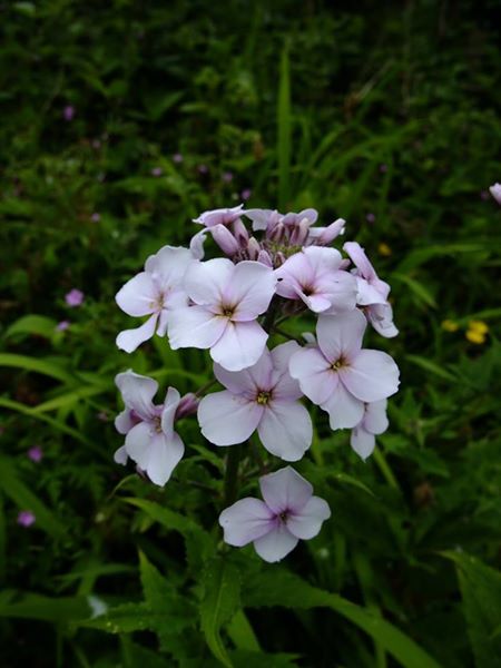 Dame's Violet Hesperis matronalis lus yn 'astyr