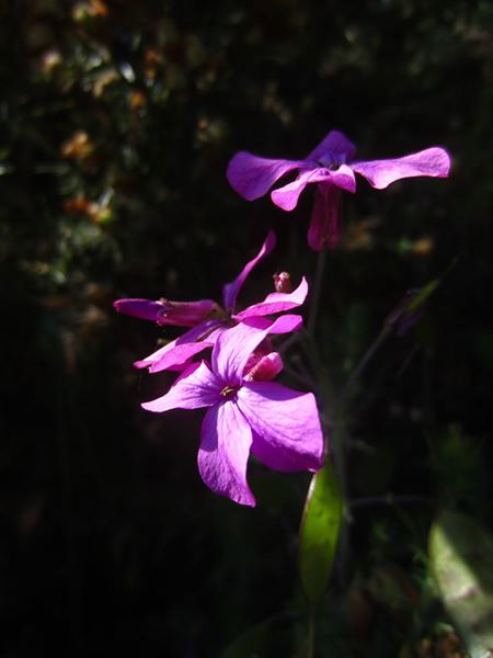 Dame's Violet Hesperis matronalis lus yn 'astyr