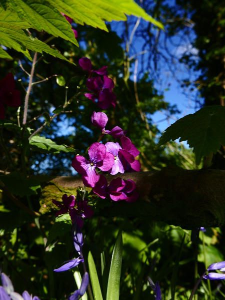 Dame's Violet Hesperis matronalis lus yn 'astyr