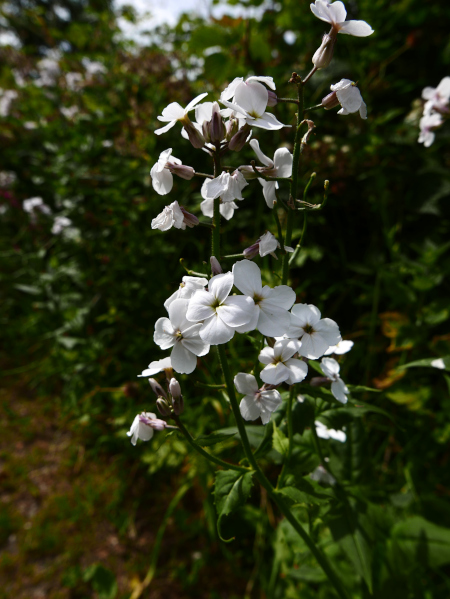 Dame's Violet Hesperis matronalis lus yn 'astyr