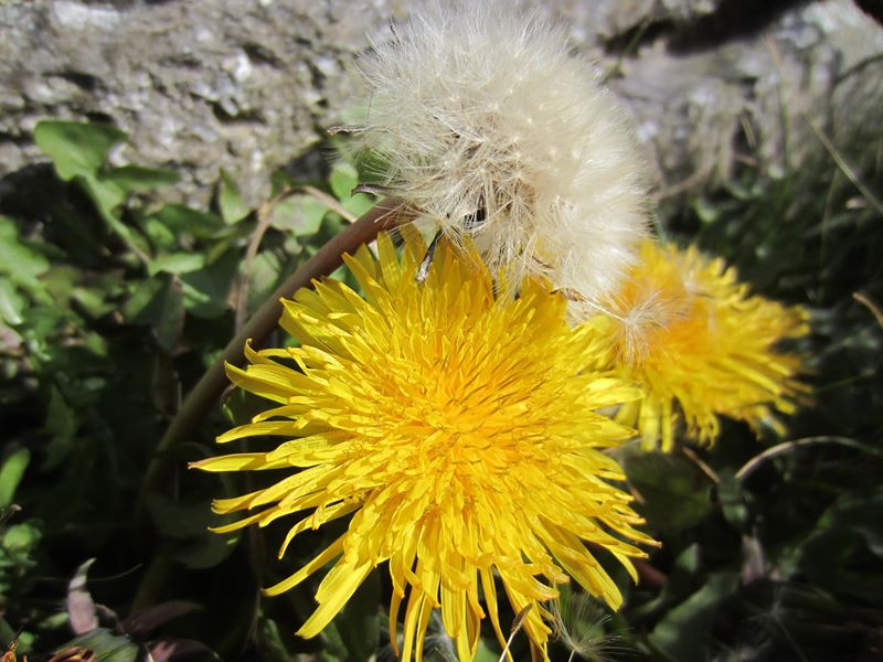 Dandelion Taraxacum officinale Lus-ny-minnag