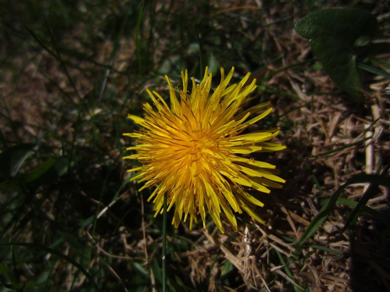 Dandelion Taraxacum officinale Lus-ny-minnag