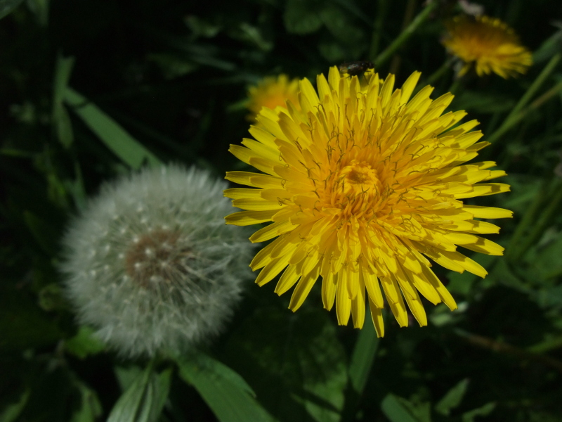 Dandelion Taraxacum officinale Lus-ny-minnag