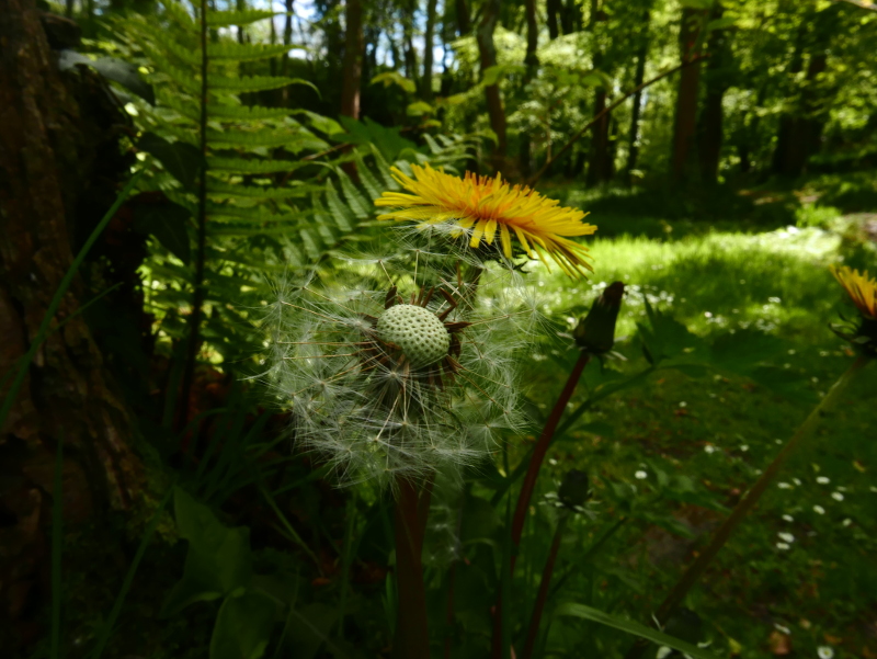 Dandelion Taraxacum officinale Lus-ny-minnag