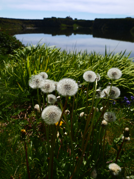 Dandelion Taraxacum officinale Lus-ny-minnag