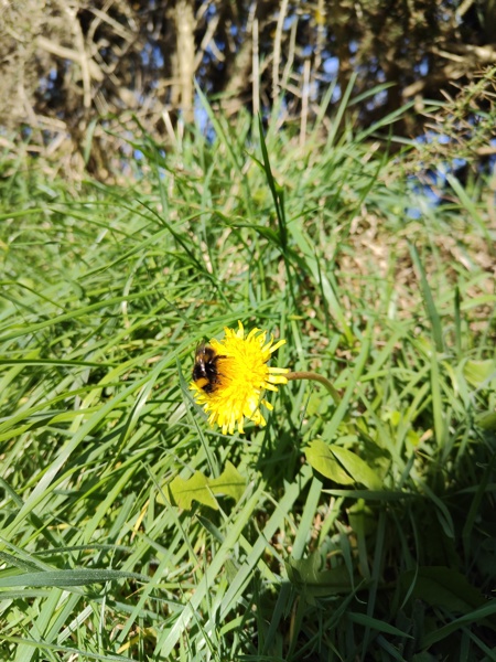 Dandelion Taraxacum officinale Lus-ny-minnag