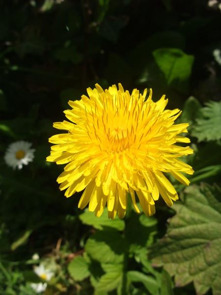 Dandelion Taraxacum officinale Lus-ny-minnag