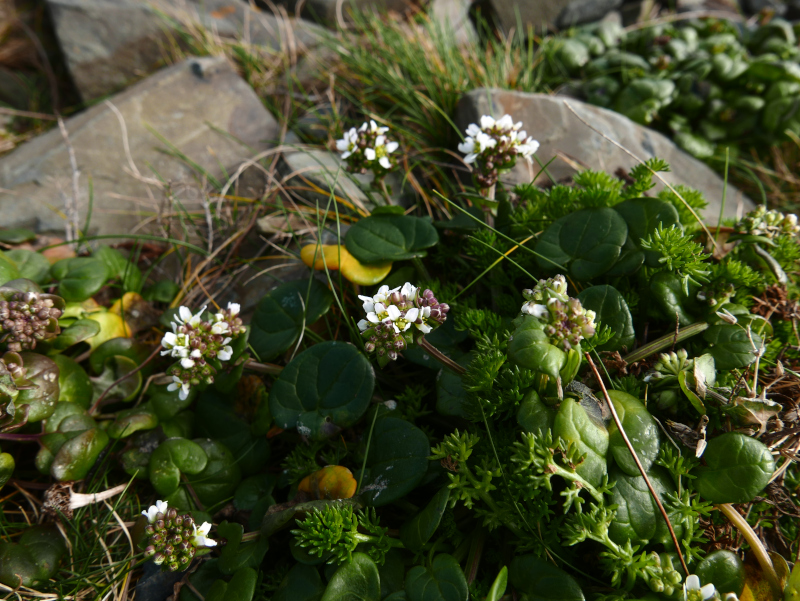 Danish Scurvygrass Cochlearia danica Scurb Danvargagh