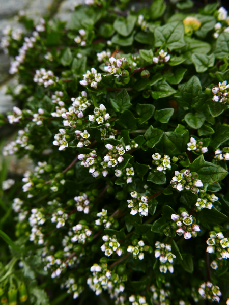 Danish Scurvygrass Cochlearia danica Scurb Danvargagh