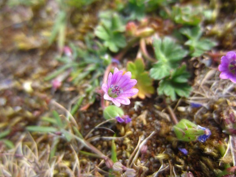 Dove's-foot Cranesbill Geranium molle Cass-calmane vog