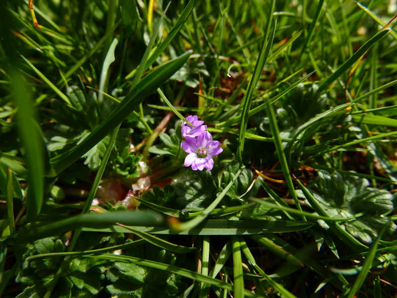 Dove's-foot Cranesbill Geranium molle Cass-calmane vog