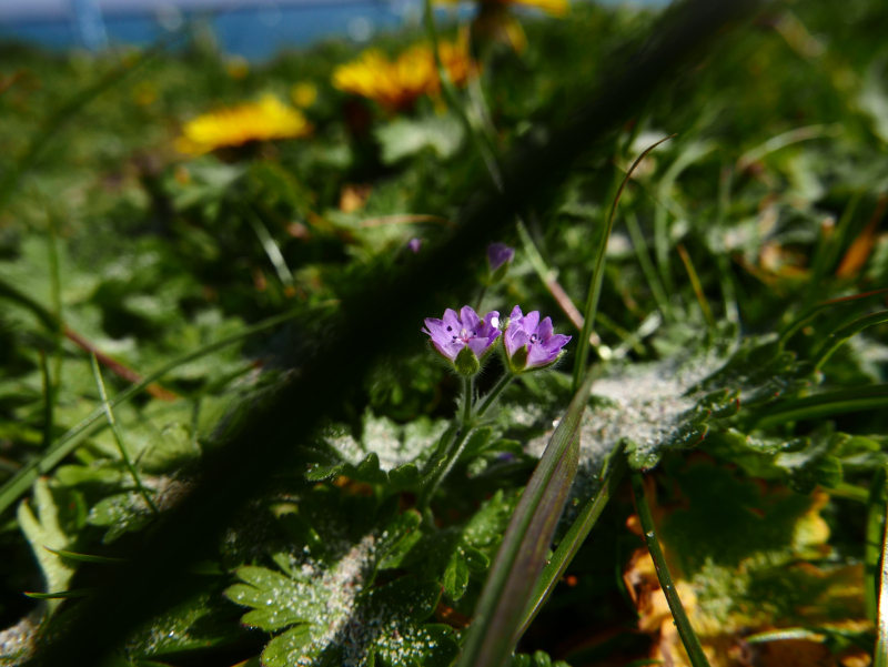 Dove's-foot Cranesbill Geranium molle Cass-calmane vog