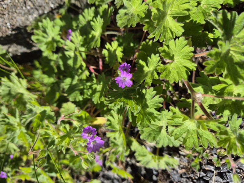 Dove's-foot Cranesbill Geranium molle Cass-calmane vog