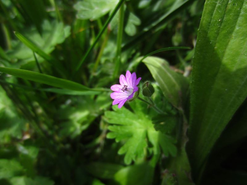 Dove's-foot Cranesbill Geranium molle Cass-calmane vog