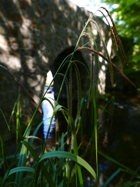 Drooping Sedge Carex pendula Shiast chroym