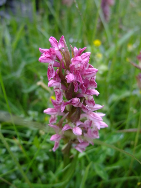 Early Marsh Orchid Dactylorhiza incarnata Magglyn curree