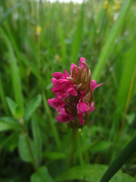 Early Marsh Orchid Dactylorhiza incarnata Magglyn curree