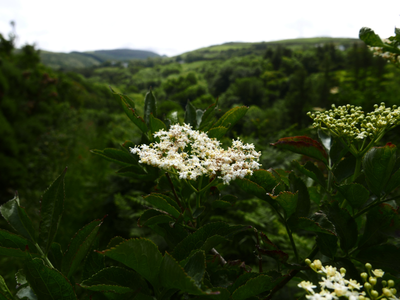 Elder Sambucus Tramman