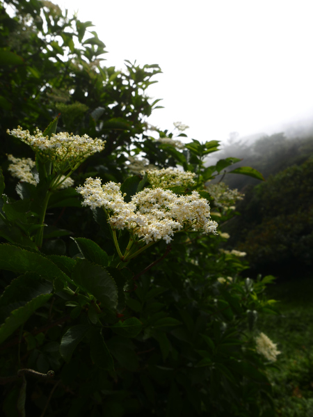 Elder Sambucus Tramman