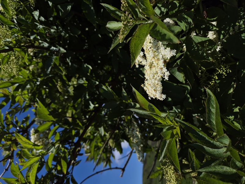 Elder Sambucus Tramman