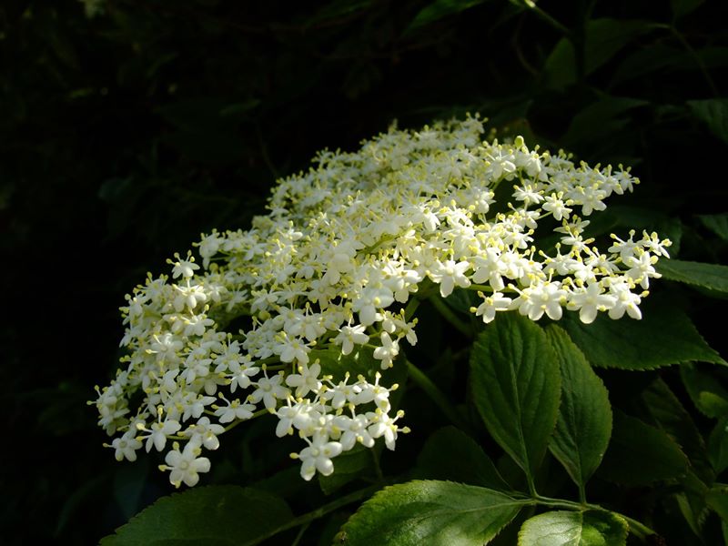 Elder Sambucus Tramman