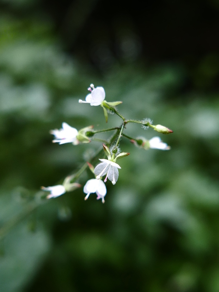 Enchanter's Nightshade Circaea lutetiana Unjaagagh