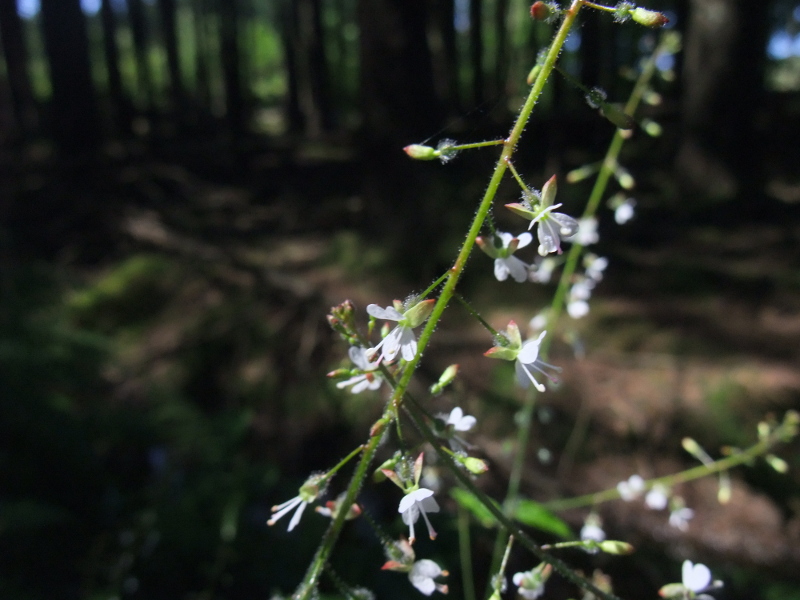 Enchanter's Nightshade Circaea lutetiana Unjaagagh