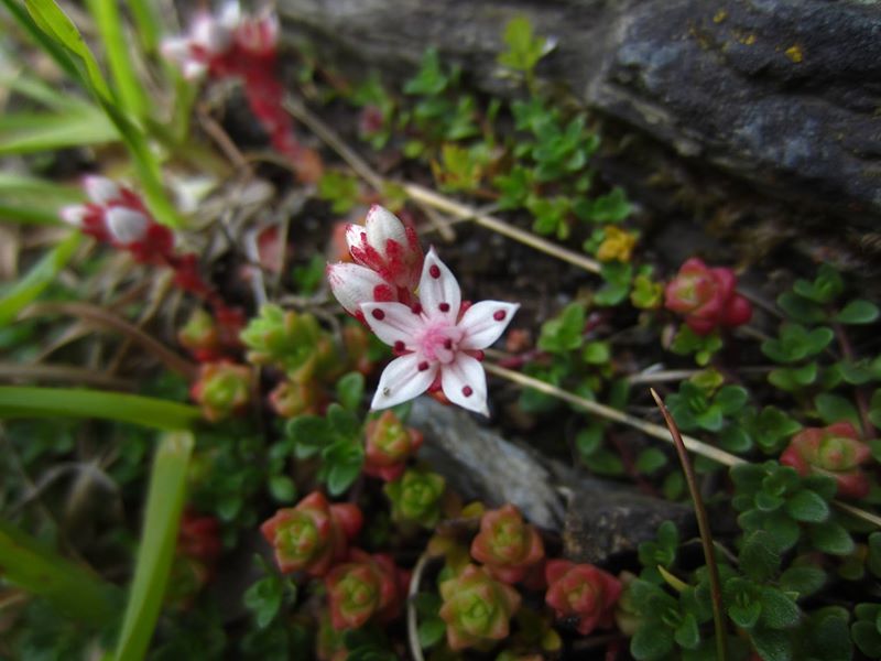 English Stonecrop Sedum anglicum bee ny shynnee