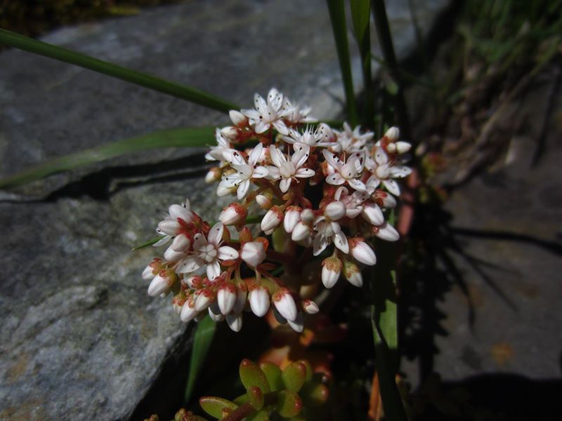 English Stonecrop Sedum anglicum bee ny shynnee