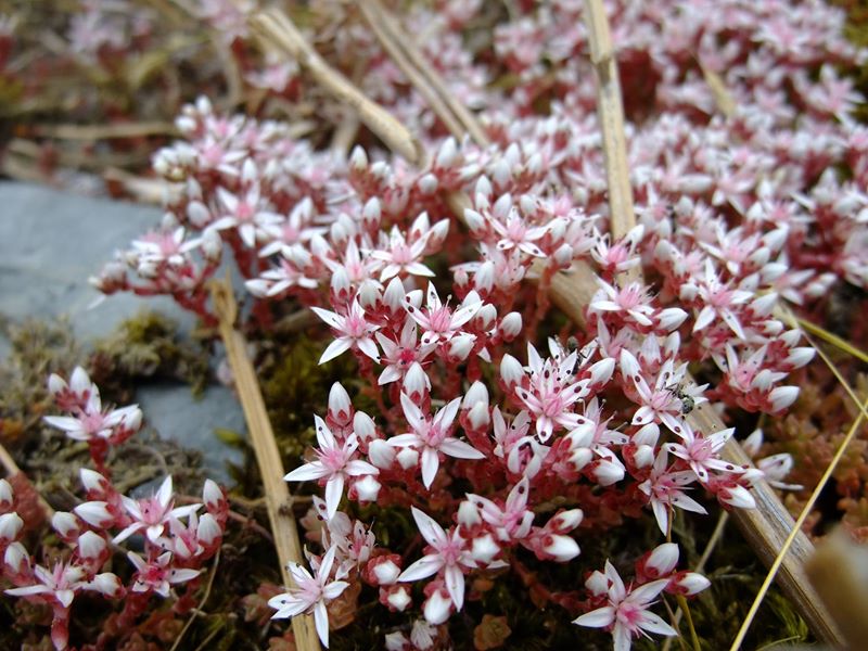 English Stonecrop Sedum anglicum bee ny shynnee