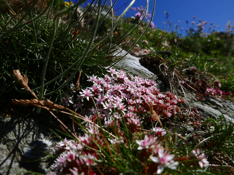 English Stonecrop Sedum anglicum bee ny shynnee