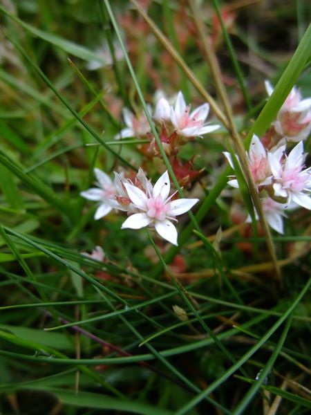 English Stonecrop Sedum anglicum bee ny shynnee