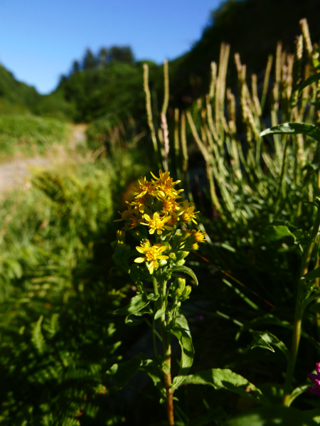 European Goldenrod Solidago virgaurea Slat-airh