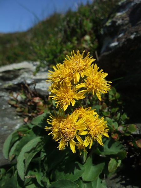 European Goldenrod Solidago virgaurea Slat-airh