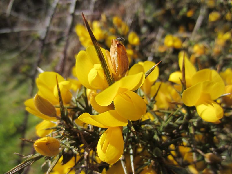 European Gorse Ulex europaeus aadjin