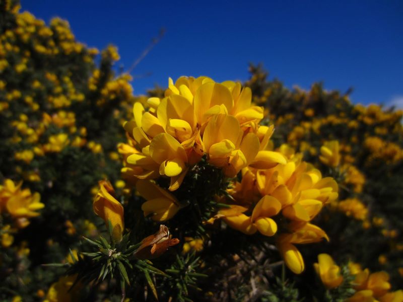 European Gorse Ulex europaeus aadjin