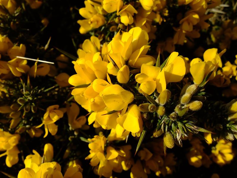 European Gorse Ulex europaeus aadjin