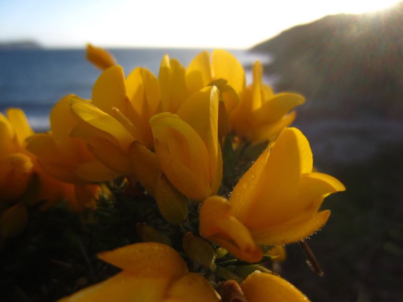 European Gorse Ulex europaeus aadjin