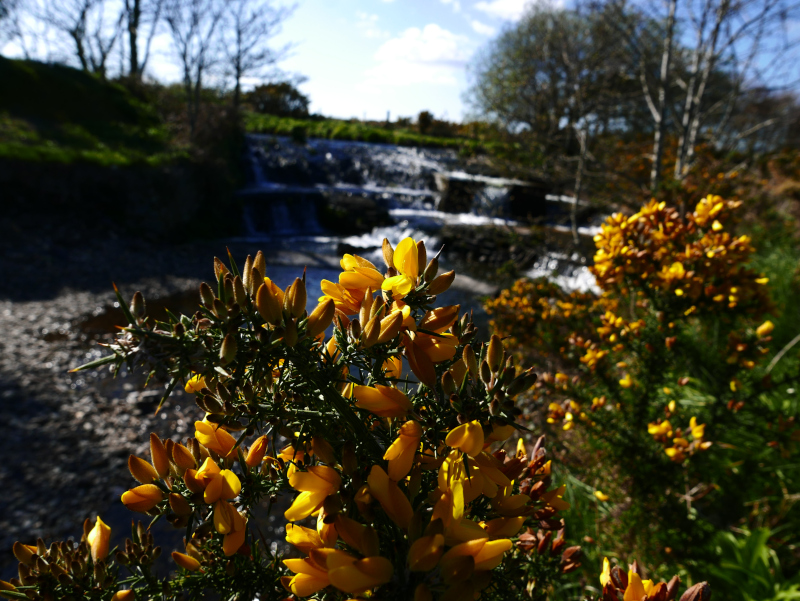 European Gorse Ulex europaeus aadjin