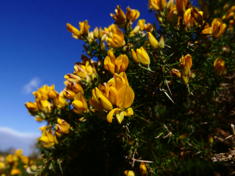 European Gorse Ulex europaeus aadjin