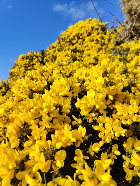 European Gorse Ulex europaeus aadjin