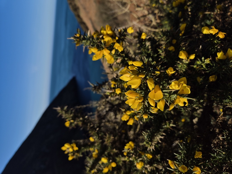 European Gorse Ulex europaeus aadjin