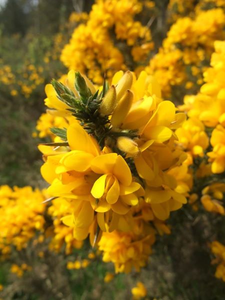 European Gorse Ulex europaeus aadjin