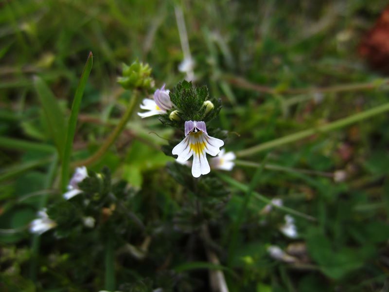 Eyebright Euphrasia Sooill-sollys