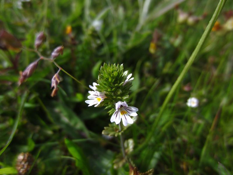 Eyebright Euphrasia Sooill-sollys