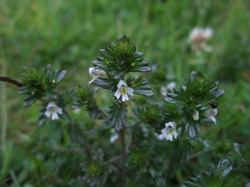 Eyebright Euphrasia Sooill-sollys