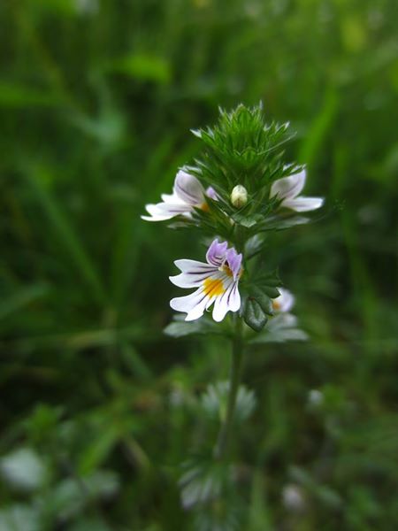 Eyebright Euphrasia Sooill-sollys