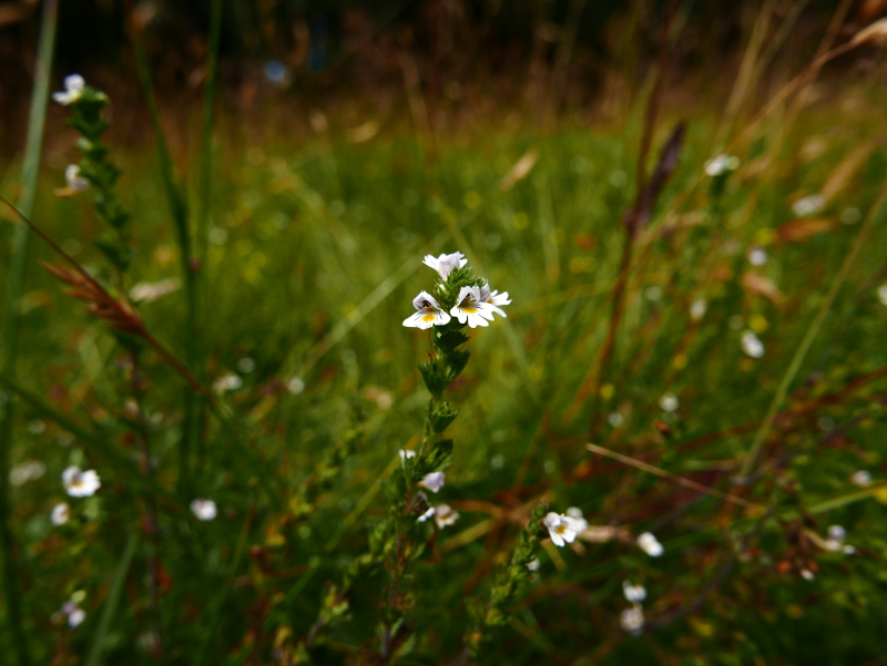 Eyebright Euphrasia Sooill-sollys